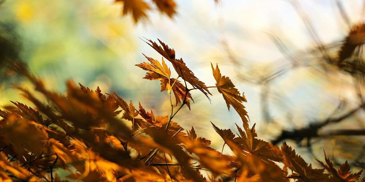 Maple Leaves